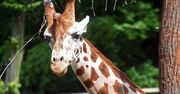 Poznań: Nie żyje kolejna żyrafa