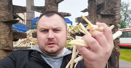 Pojechałem na szparagi do Niemiec. Już wiem, kto zastępuje Polaków na zbiorach