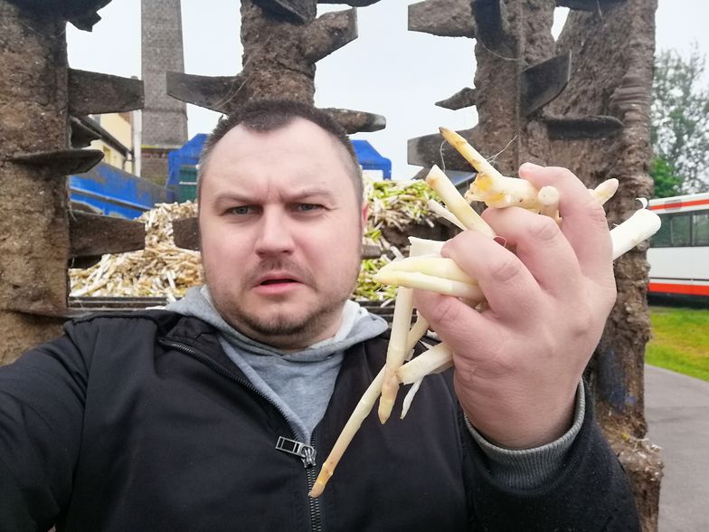 Polacy coraz rzadziej wybierają pracę przy szparagach. Chętni są mieszkańcy innych krajów, ale to nie ratuje sytuacji na zbiorach