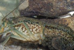 Zmutowany rak uciekł z Niemiec. Rozmnaża się bezpłciowo i niszczy ekosystemy