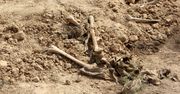 Irak. Ponad 600 ciał. Przerażające odkrycie robotników budowlanych