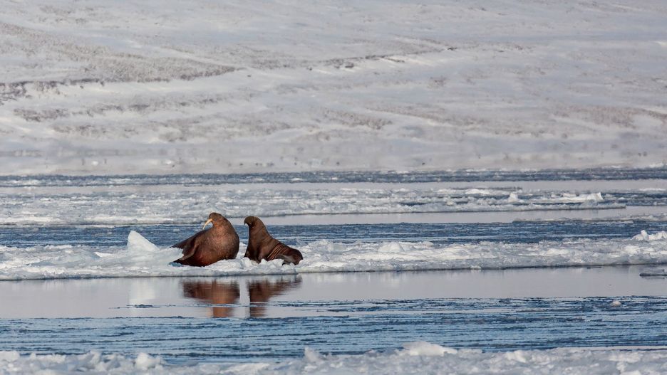Słonie morskie, matka i dziecko, Svalbard, Billefjord