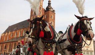 Kraków. Koniec dramatu koni na rynku. Zamknięto postój