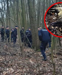 Kraków. Dzik zaatakował mieszkańców. Interweniowała policja