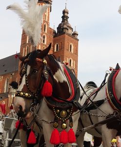 Kraków. Koniec dramatu koni na rynku. Zamknięto postój