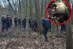 Kraków. Dzik zaatakował mieszkańców. Interweniowała policja