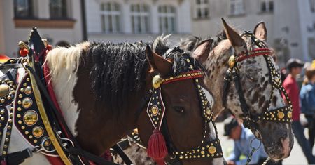 Potężny upał w Krakowie. Zakazano wjazdu dorożek na rynek