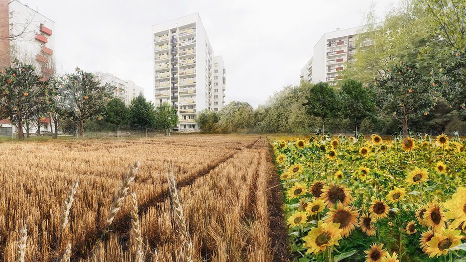 Pomiędzy blokami osiedla Podwawelskiego w Krakowie ma powstać miejska farma