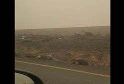 Australia. Wstrząsające wideo. Martwe kangury i koale wzdłuż drogi