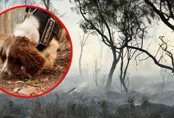 Najsłodszy pomocnik strażaków. Ratuje koale w Australii
