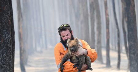 Australia płonie. Znany naukowiec: Zginął ponad miliard zwierząt