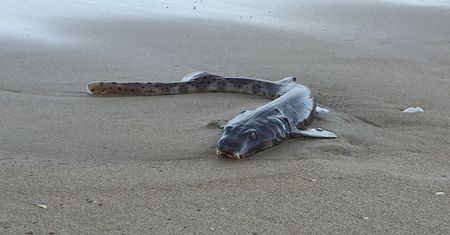 Morze wyrzuciło niespotykane zwierzę na plażę. Mnóstwo domysłów