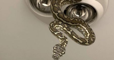 Australia. Dzieci myły zęby, kiedy na suficie zobaczyły pytona