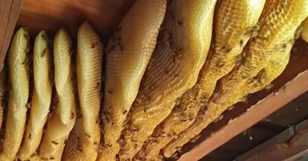 Australia. Olbrzymie gniazdo pszczół w domu. Dobrze się ukryły