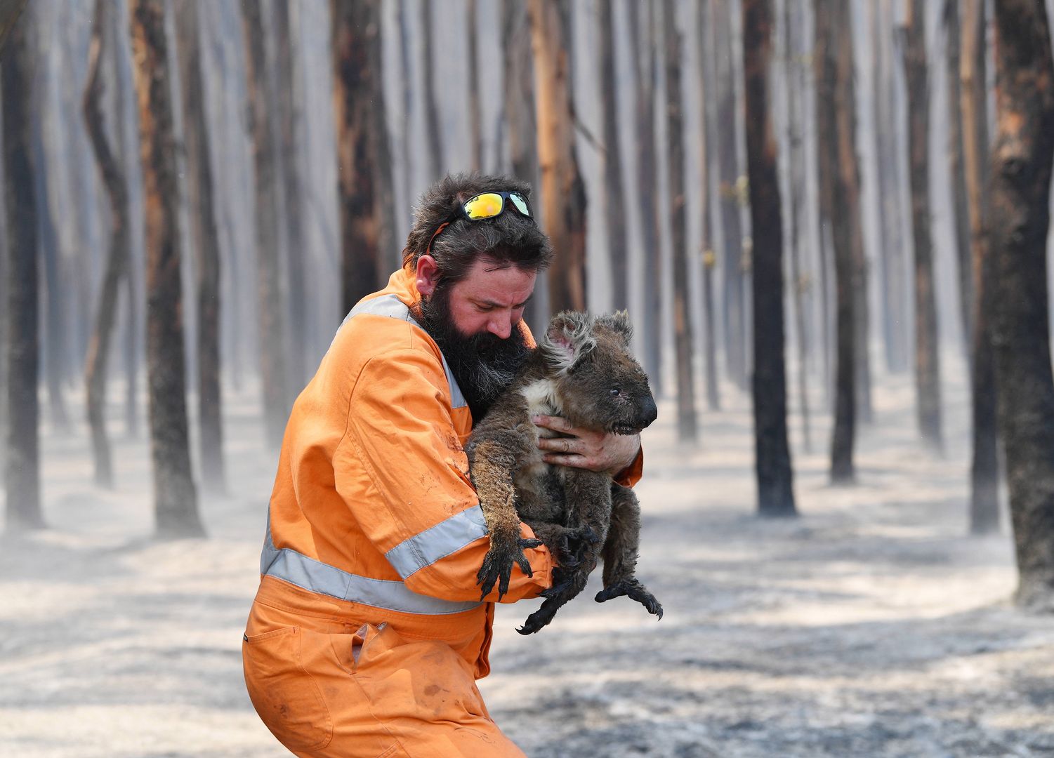 Australia. Ratownik przyrody Simon Adamczyk z koalą, którą ocalił z płonącego lasu niedaleko Cape Borda