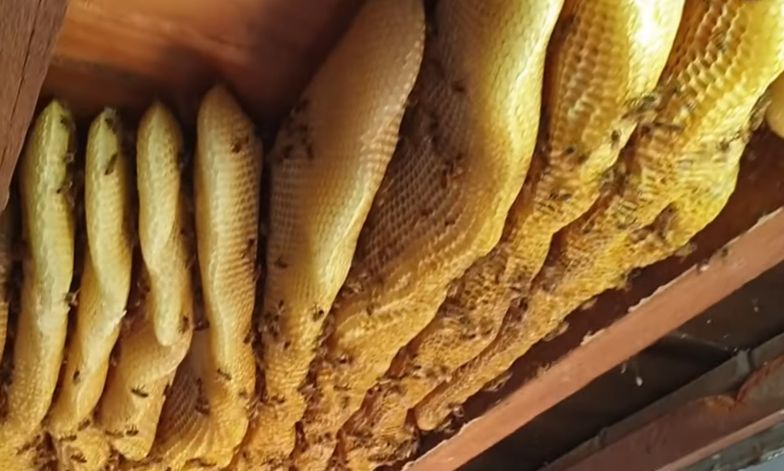 pszczoły brisbane australia
