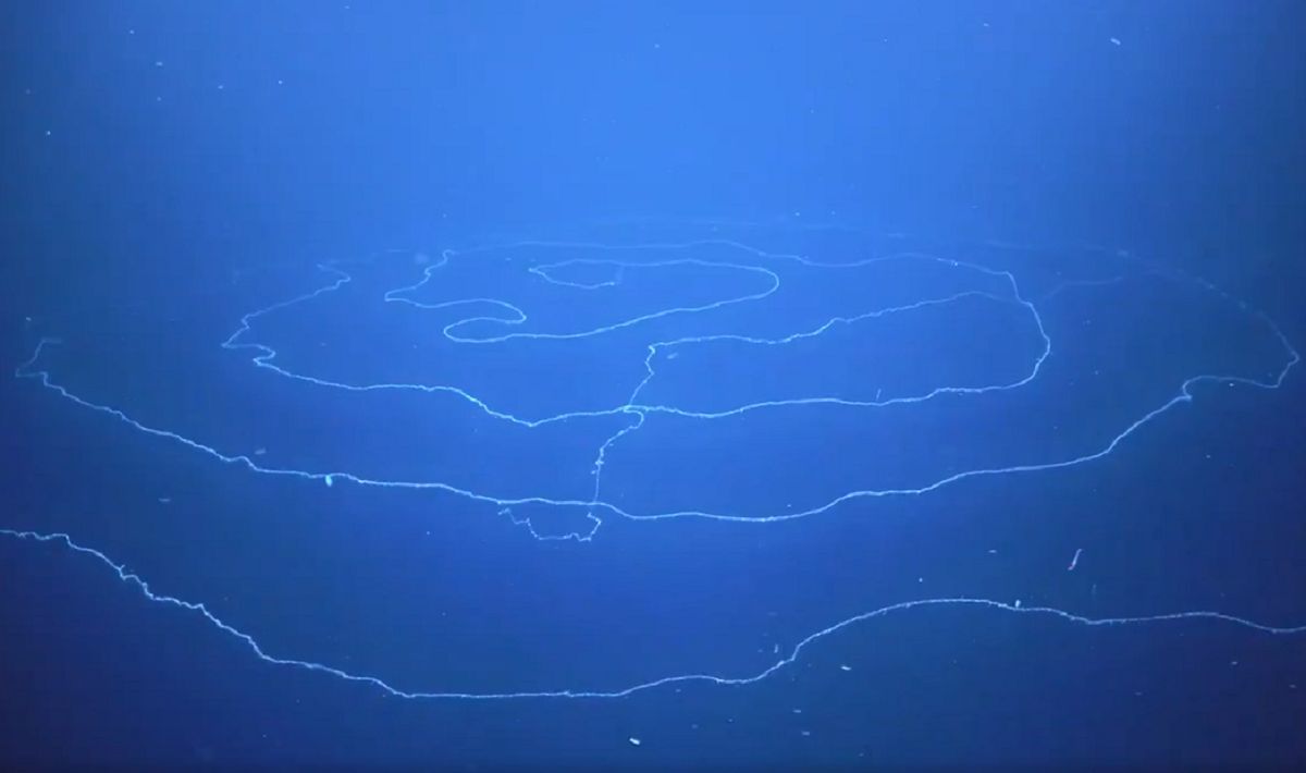 Nagrali niezwykłe stworzenie z głębin oceanu. Ma 45 metrów.