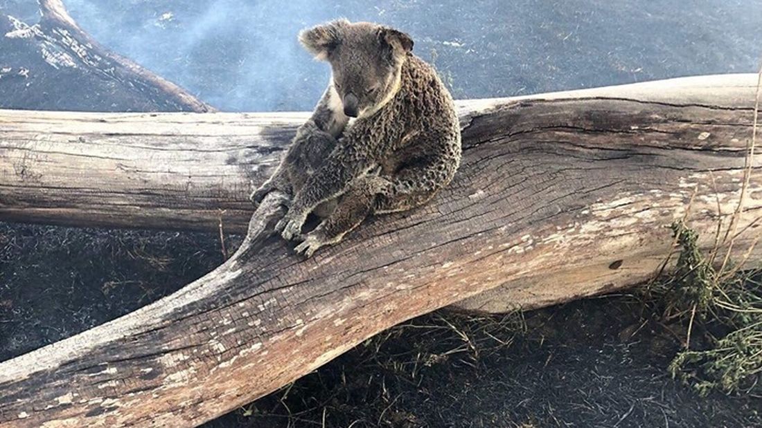 australia koala