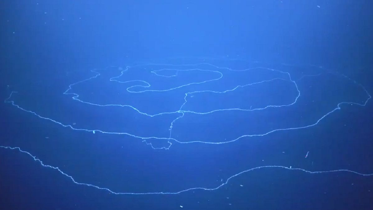 Nagrali niezwykłe stworzenie z głębin oceanu. Ma 45 metrów.