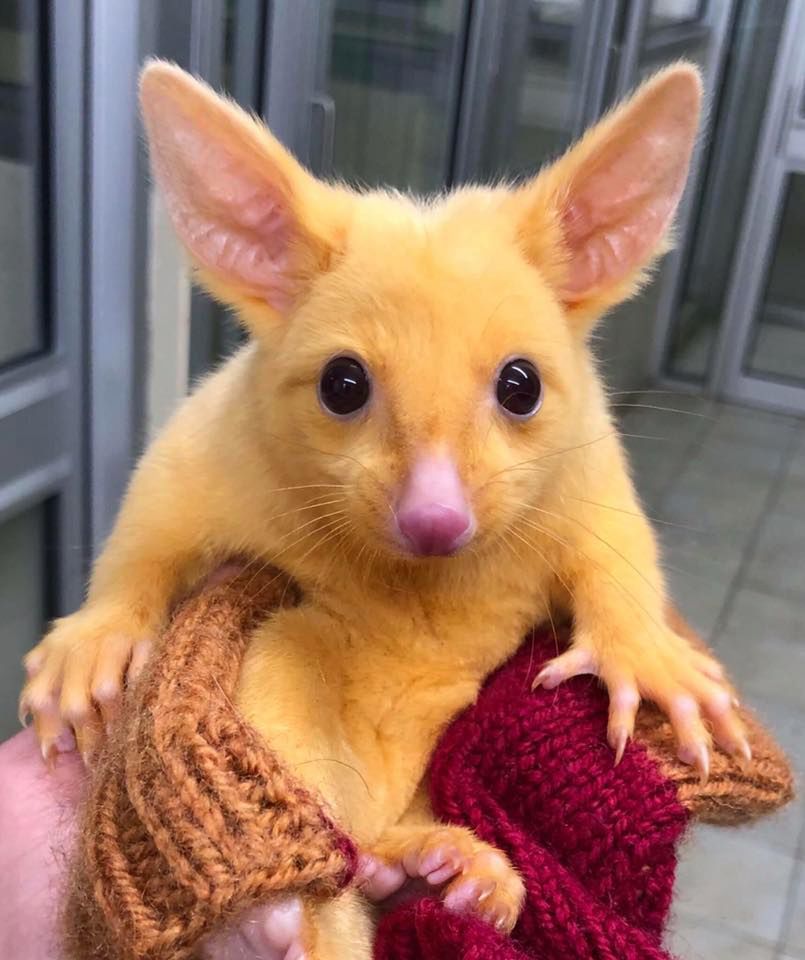 Australia: Znaleziono zwierzę podobne do słynnego Pikachu