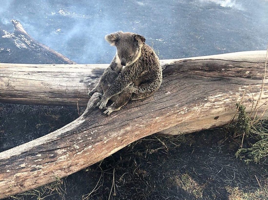 australia koala