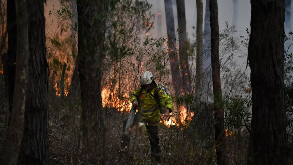 W pożarach w Australii zginęło pół miliarda zwierząt 