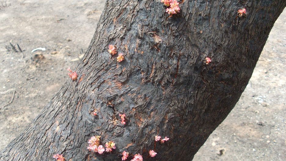 Lasy po pożarach w Australii zaczynają odżywać. Na zdjęciach pana Romualda widać pierwsze pąki!