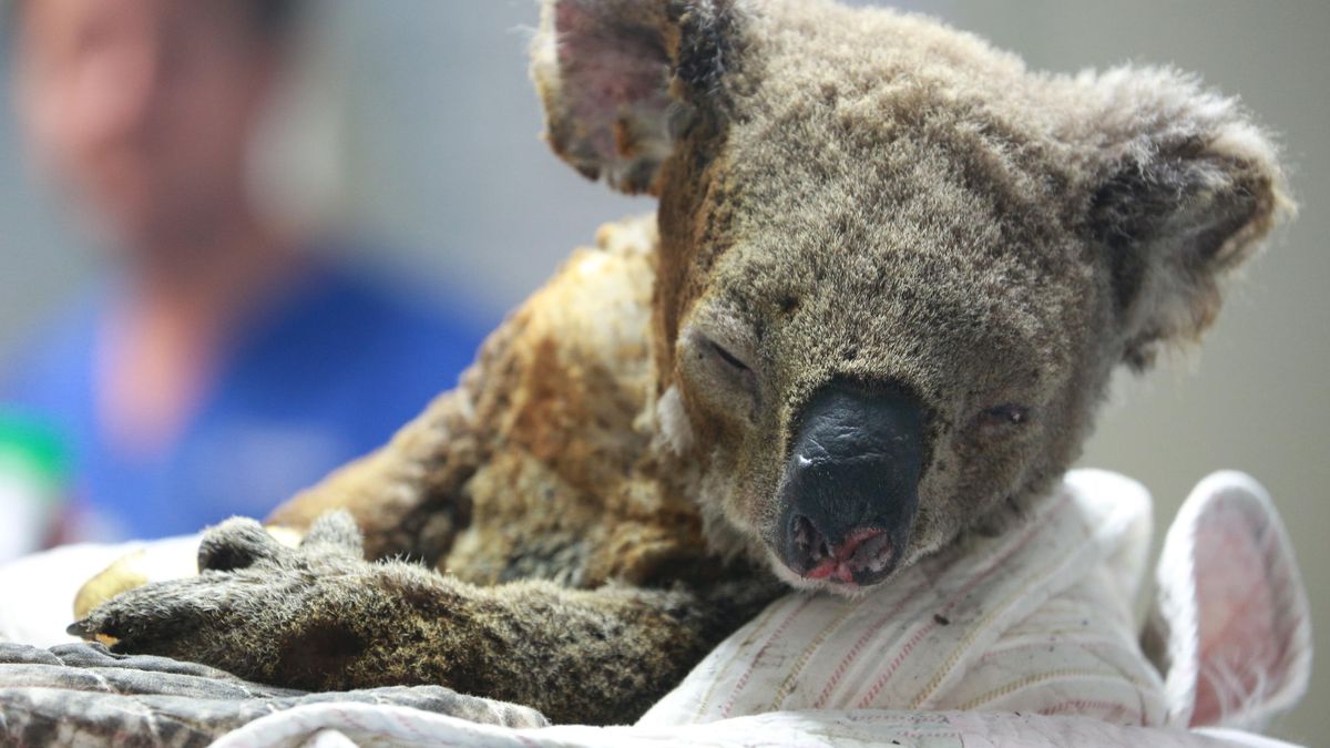 PORT MACQUARIE, AUSTRALIA - NOVEMBER 19: An injured koala receives treatment after its rescue from a bushfire at the Port Macquarie Koala Hospital on November 19, 2019 in Port Macquarie, Australia. (Photo by Tao Shelan/China News Service/VCG via Getty Images)