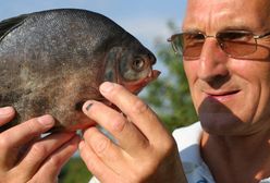 Egzotyczne gatunki przejmują polskie wody. Naukowcy biją na alarm