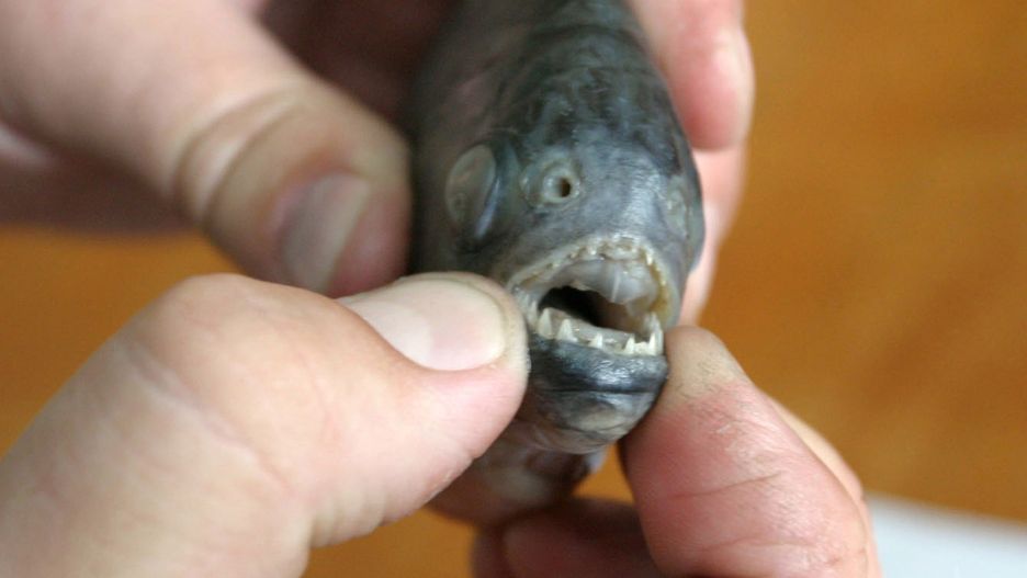 Opolszczyzna: w zbiorniku po żwirowni koło Gogolina wędkarz złowił kilka drapieżnych piranii