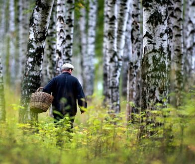 Makabryczne znalezisko na grzybobraniu. Rozszarpane zwłoki w lesie