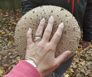 Grzybobranie trwa dalej. Grzyby przetrwały nawet przymrozki