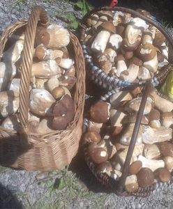 Grzybobranie rozpoczęte. Na zdjęciach pełne kosze!