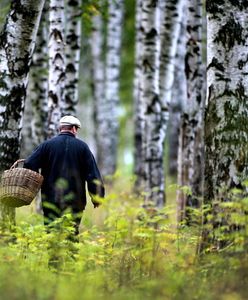 Makabryczne znalezisko na grzybobraniu. Rozszarpane zwłoki w lesie