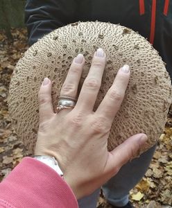 Grzybobranie trwa dalej. Grzyby przetrwały nawet przymrozki