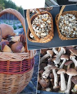 Październikowe grzybobranie. Grzyby zalały Internet. "Tej siły nie zatrzymacie"