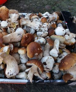 Grzybobranie. Jeśli w Warszawie, to gdzie? Sprawdź, gdzie wybrać się na grzyby na Mazowszu