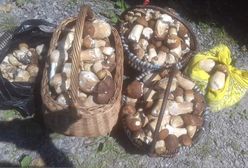 Grzybobranie rozpoczęte. Na zdjęciach pełne kosze!