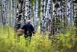 Makabryczne znalezisko na grzybobraniu. Rozszarpane zwłoki w lesie