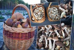 Październikowe grzybobranie. Grzyby zalały Internet. "Tej siły nie zatrzymacie"