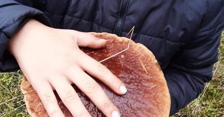 Rekordowe grzybobranie. Gigantyczne grzyby w Waszych zbiorach