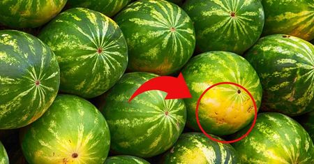 Jak wybrać dojrzałego arbuza? Zwróć uwagę na jeden szczegół