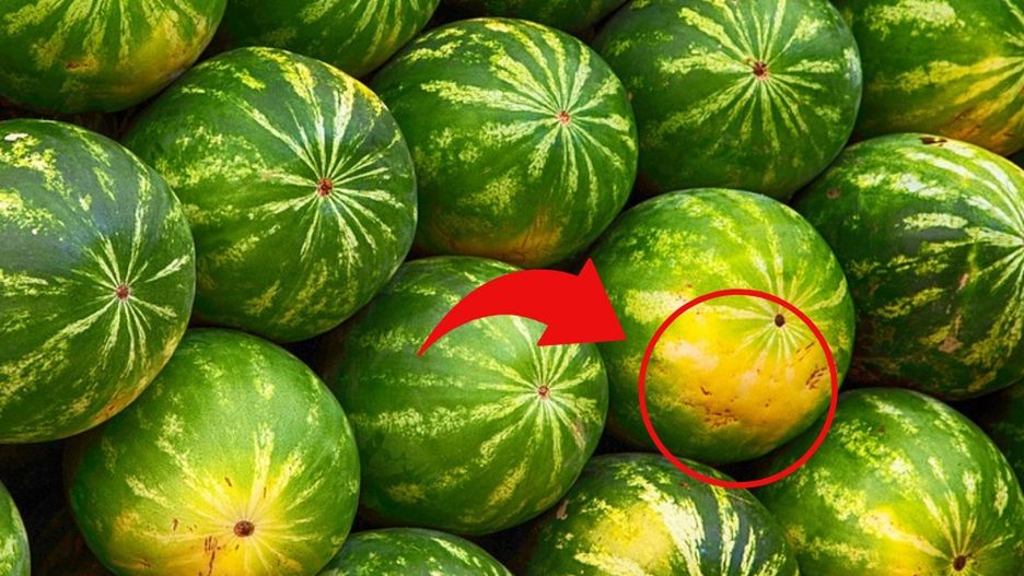 Wystarczy spojrzeć na plamkę na dole arbuza