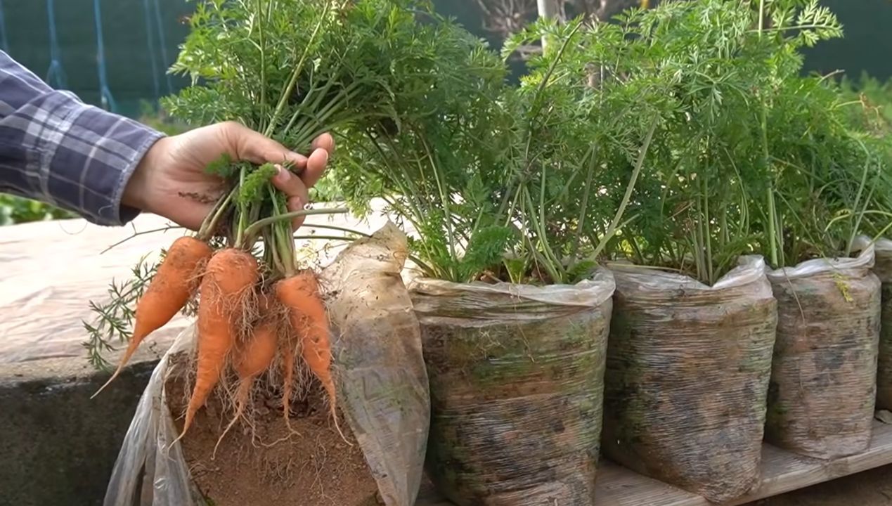 Dzięki temu trikowi zaczniesz uprawiać marchew na swoim balkonie. Jest niezawodny