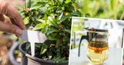 Możesz pić herbaty z listków własnoręcznie zebranych z doniczki na parapecie!