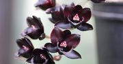 Wyjątkowy kwiat, który ozdobi każde wnętrze. Czarny storczyk zachwyca