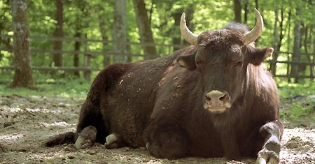 Białowieski Park Narodowy powiększa terytorium
