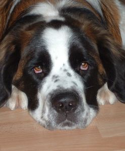 Bił psa kijem bejsbolowym. Mieszkaniec Łodzi zatrzymany