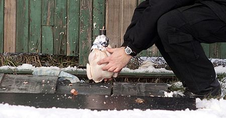 Wysadzili surową kurę
