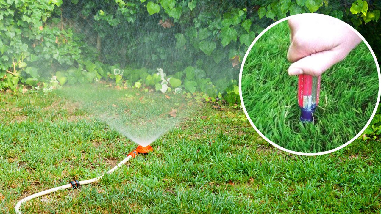 How to Check the Moisture Content of a Lawn in Hot Weather? The Screwdriver Test Is Quick and Always Works